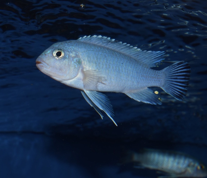 Chindongo socolofi 'Mara Rocks'